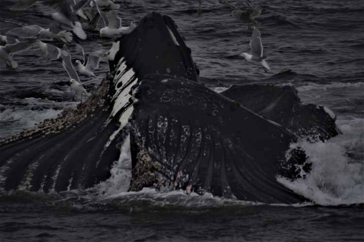 whale pod